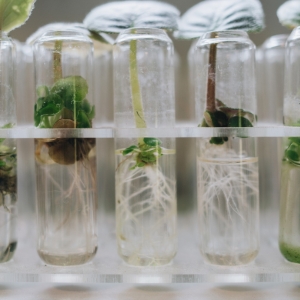 Pflanzenkeimlinge in Reagenzgläsern – Symbol für sanfte und natürliche Heilmethoden in der Naturheilkunde.
